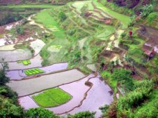 Banaue Rice Terraces
