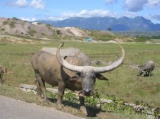 easttimor_062.jpg