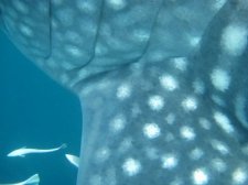 Whalesharks of Donsol
