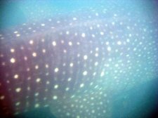 img_3131.jpg