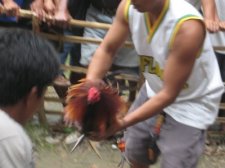 cockfighting-009.jpg