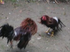 cockfighting-010.jpg