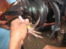cockfighting-016.jpg