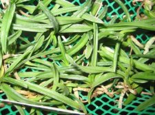 starting-orchids-007.jpg