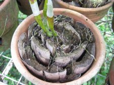 starting-orchids-014.jpg