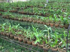 starting-orchids-016.jpg