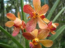 starting-orchids-018.jpg