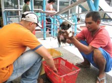 puppy-mill-cebu-007.jpg