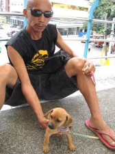 puppy-mill-cebu-009.jpg