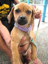 puppy-mill-cebu-010