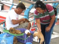 puppy-mill-cebu-013.jpg