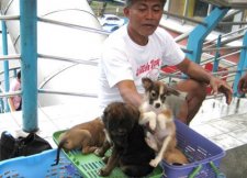 puppy-mill-cebu-002.jpg