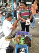 puppy-mill-cebu-004.jpg
