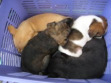 puppy-mill-cebu-006.jpg
