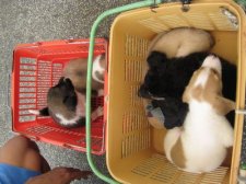 puppy-mill-cebu-008.jpg