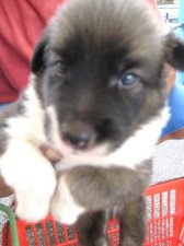 puppy-mill-cebu-015.jpg