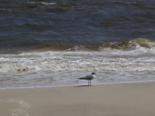 carrabelle-142