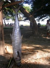 fish_002