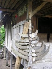 bajawa_046.jpg