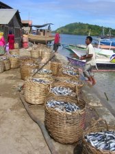 sumbawamanta1_040.jpg