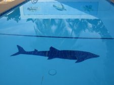 philippines-scuba-020.jpg