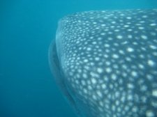 snorkeling-pics-003.jpg