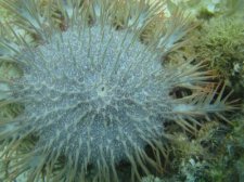 snorkeling-pics-008.jpg
