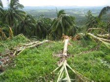 philippine-pictures-002.jpg