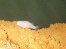 Rare Blind Fish of Calbiga