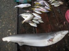 philippine-fishes-005.jpg
