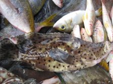 philippine-fishes-011.jpg