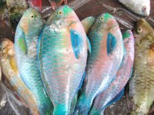 philippine-fishes-014.jpg