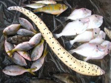 philippine-fishes-015