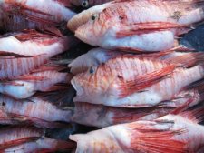 philippines-fish-002.jpg