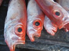 philippines-fish-004.jpg