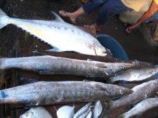 philippines-fish-005.jpg