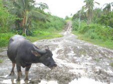 basey-samar-010.jpg