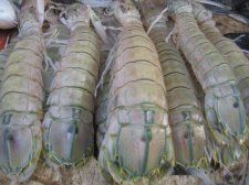 fish-market-006.jpg