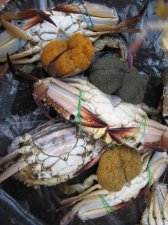 fish-market-011.jpg