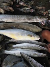 fish-market-016.jpg