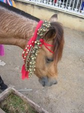 Horses of Sumbawa