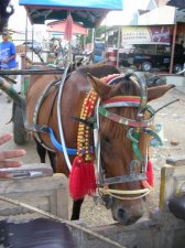 sumbawamanta1_054.jpg