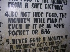ubud-monkeyforest_003.jpg