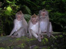 Ubud – Monkey Forest