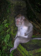 ubud-monkeyforest_008.jpg