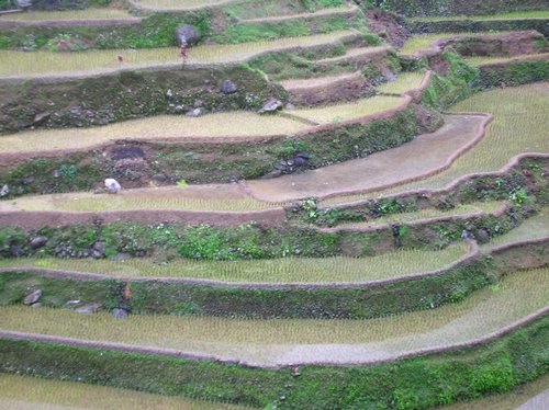 new-rice-crop-banaue-004