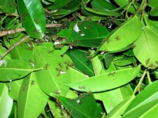 ants and eggs