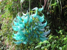 Blue Plant on Batad Trail