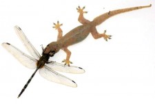 gecko and dragonfly