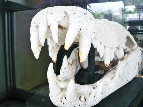palawan crocodile skull